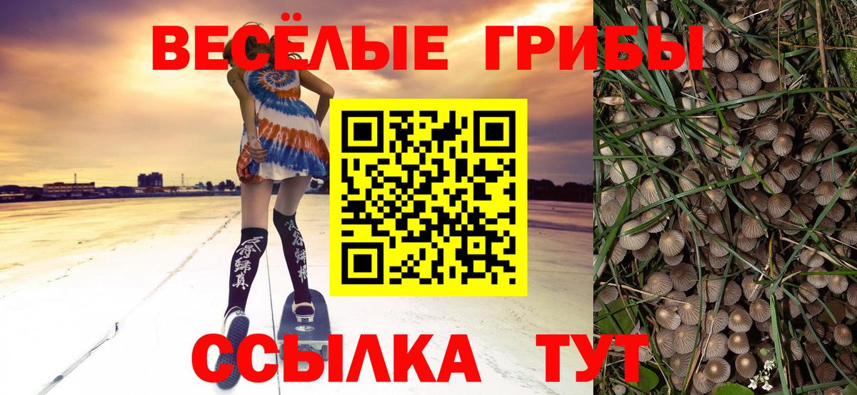Галлюциногенные грибы Psilocybine cubensis Карасук